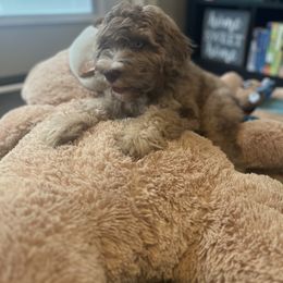 Aussiedoodle and Bernedoodle Puppies from LolliPop Farms