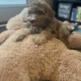 Aussiedoodle and Bernedoodle Puppies from LolliPop Farms
