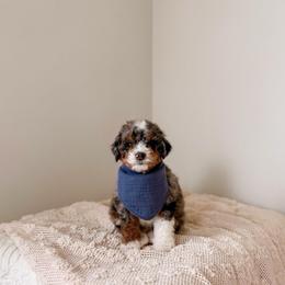 Bataan - Tri-color male Bernedoodle puppy in Cold Spring, Minnesota from A.N.A. Doodles