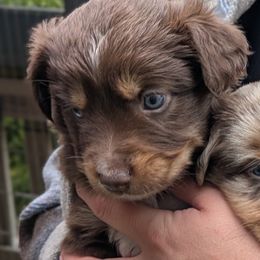 Reba - Red tri female Miniature Australian Shepherd puppy in Trumbull, Connecticut from MAS LUV