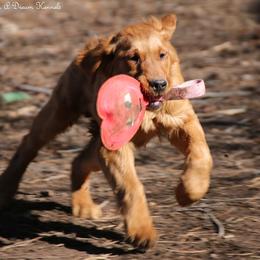 Chance, Polly's Dark Blue Boy - Dark golden male Golden Retriever puppy in Idaho Falls, Idaho from Once Upon A Dream Kennels
