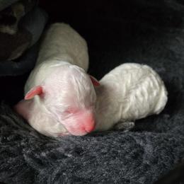 No Name Yet - White female Poodle puppy in Southfield, Michigan from Standard Hearts