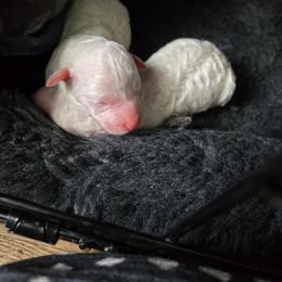 No Name Yet - White female Poodle puppy in Southfield, Michigan from Standard Hearts
