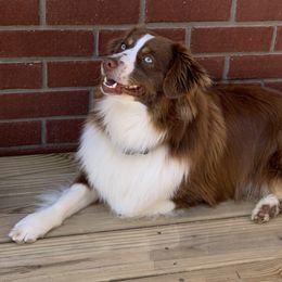 Rusty - Miniature Australian Shepherd