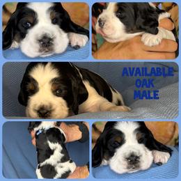 Oak - Black white and tan male English Springer Spaniel puppy in Billings, Montana from M&M Fuzzy Bottom Friends