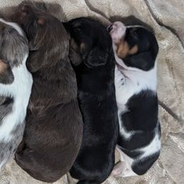 Dachshunds and Pugs from Manpaw Puppies