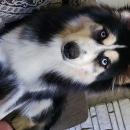 Pomsky All Grown Up from JC's Mitten Pomskies