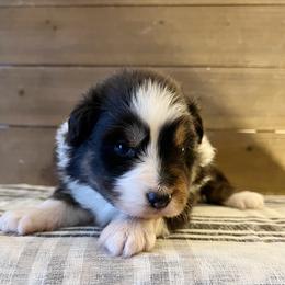Bravo - Black tri-color male Australian Shepherd puppy in Kearney, Nebraska from Helix Aussies