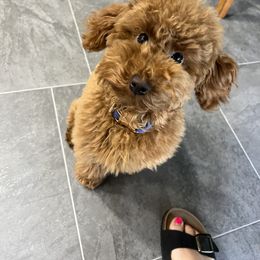 Goldendoodle and Maltipoo Puppies from Jessica's Maltipoo and Goldendoodle