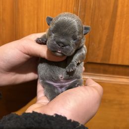 Blue Brindle Girl (Sansa - Meeko) - Brindle female French Bulldog puppy in Gulf Breeze, Florida from SW Frenchies