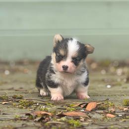 Huckleberry - Black and tan male Pembroke Welsh Corgi puppy in East Oakdale, California from Rhettro Kennels