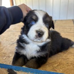 Oreo - Black tri-color female Australian Shepherd puppy in Fontana, California from J.O Family Aussies