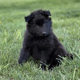 Pink - Black female Belgian Sheepdog puppy in Franklin, West Virginia from Wildmour K9