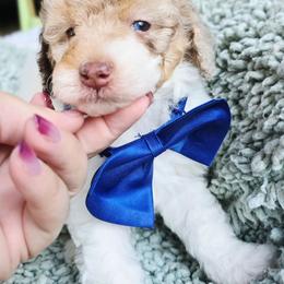 Blue - Red merle male Aussiedoodle puppy in Georgetown, California from Foothill Aussies