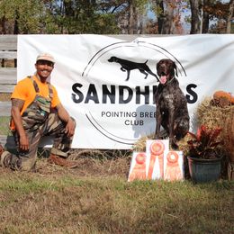 Shadow - German Shorthaired Pointer
