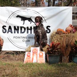 Shadow - German Shorthaired Pointer