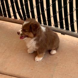Marcellina - Red tri female Miniature Australian Shepherd puppy in Taylor, Arizona from Holy Ghost Ranch, Inc