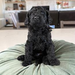 Blue Collar - Black male Cavapoo puppy in Indiahoma, Oklahoma from Farm Fresh Doodles
