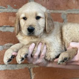 Royce - Golden male Golden Retriever puppy in Mc Neal, Arizona from K&N Golden Retriever Companion