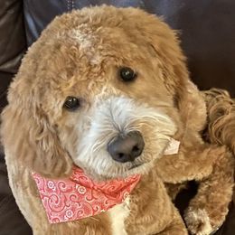 Tucker  - Goldendoodle