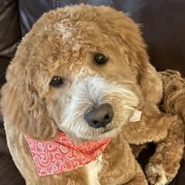 Tucker  - Goldendoodle