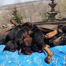 Doberman Pinscher Puppies from Laurel Vail