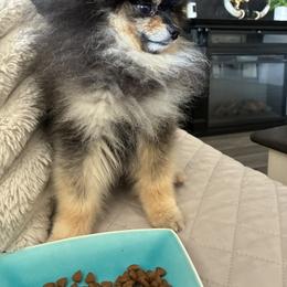 Pomeranian All Grown Up from Polina's Poms