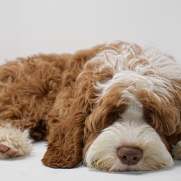 Australian Labradoodles, Bernedoodles, and Goldendoodles from Silver Creek Doodles