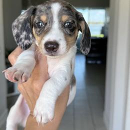 3800-Valentino - Dapple male Dachshund puppy in Winter Haven, Florida from Dreamwork Dachshunds