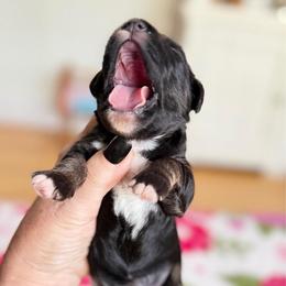 Matilda - Black and tan female Schnoodle puppy in Temple, Texas from Schnauzers Of Taylor