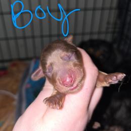 Anthony - Chocolate and tan male Dachshund puppy in Windom, Minnesota from Aster Creek Dachshunds & Australian Shepherds