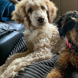 Cockapoos and Poodles from Amazing Family Dogs