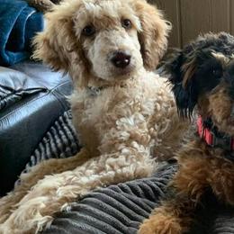 Cockapoos and Poodles from Amazing Family Dogs