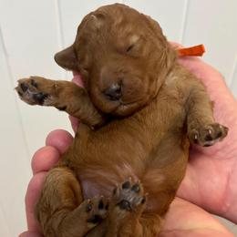Cheeto - Red  male Goldendoodle puppy in Coats, North Carolina from TH.EM Doodles