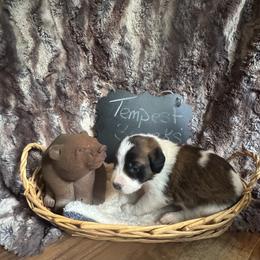 Tempest - Brown and white female Saint Berdoodle puppy in Traverse City, Michigan from Bare Paws Saint Berdoodles