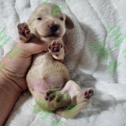 Girl 1 - Dachshund puppy from Walker's Dachshunds