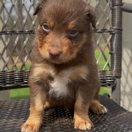 Cadbury - Red tri-color male Australian Shepherd puppy in Windsor, New York from Double B Aussies