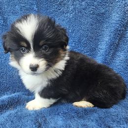 Sloth - Black and tan male Pembroke Welsh Corgi puppy in Castle Rock, Washington from Heckman Corgis