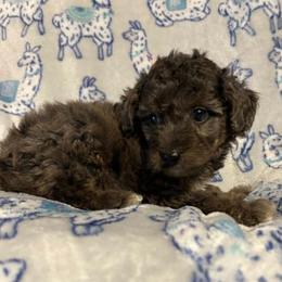 RAVI - Brown merle male Aussiedoodle puppy in Bell, Florida from BellCrist Little bits
