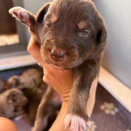 Chewy - Red tri-color male Australian Shepherd puppy in Frostproof, Florida from Central Florida Australian Shepherds