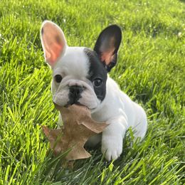 French Bulldog and Nova Scotia Duck Tolling Retriever Puppies from Folklore Den