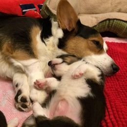 Cardigan Welsh Corgi and Pekingese Puppies from Patrick Ormos' Corgis and Pekingese