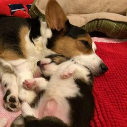 Cardigan Welsh Corgi and Pekingese Puppies from Patrick Ormos' Corgis and Pekingese