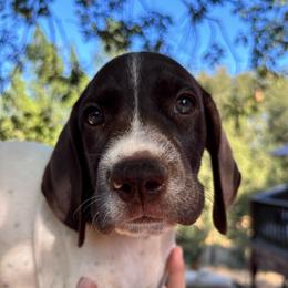 Dill - black collar - Liver and white male German Shorthaired Pointer puppy in Mokelumne Hill, California from Underhill GSP
