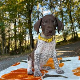 Woodstock - Liver and white male German Shorthaired Pointer puppy in Dugspur, Virginia from Pilgrims Trails Shorthairs