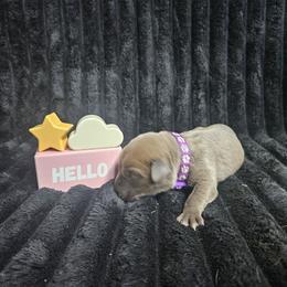 Purple collar - Gray brindle female Cane Corso puppy in Fritch, Texas from Carrie Brown's Cane Corsos