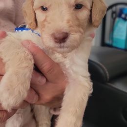 Labradoodle Puppies from Allandale Acres