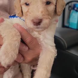 Labradoodle Puppies from Allandale Acres