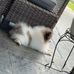 Pomeranian Puppies from Beauty of the beast