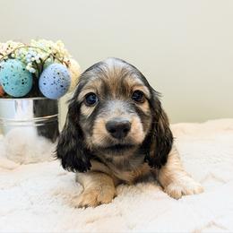 Diesel 3500 - Cream male Dachshund puppy in Sylvania, Alabama from Yancey’s Doxies